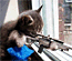 SniperKitty_Animated.gif