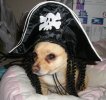 seadog.jpg