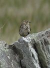 321meadow_pipit.jpg