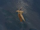 sloop4_fixed1.jpg