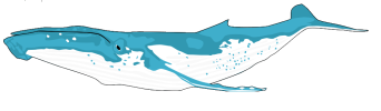 humpback.png