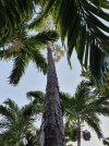 06_Abaco_Pine.jpg