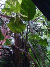 10_Pandanas_with_Elephant_Ear_Vine.jpg