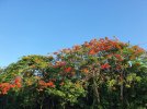 13_Poinciana_in_Bloom.jpg